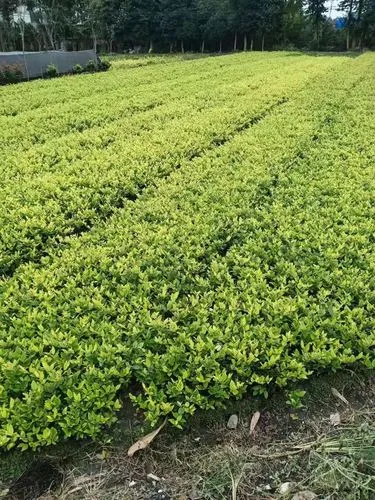 标准乒乓球台宽度与长度